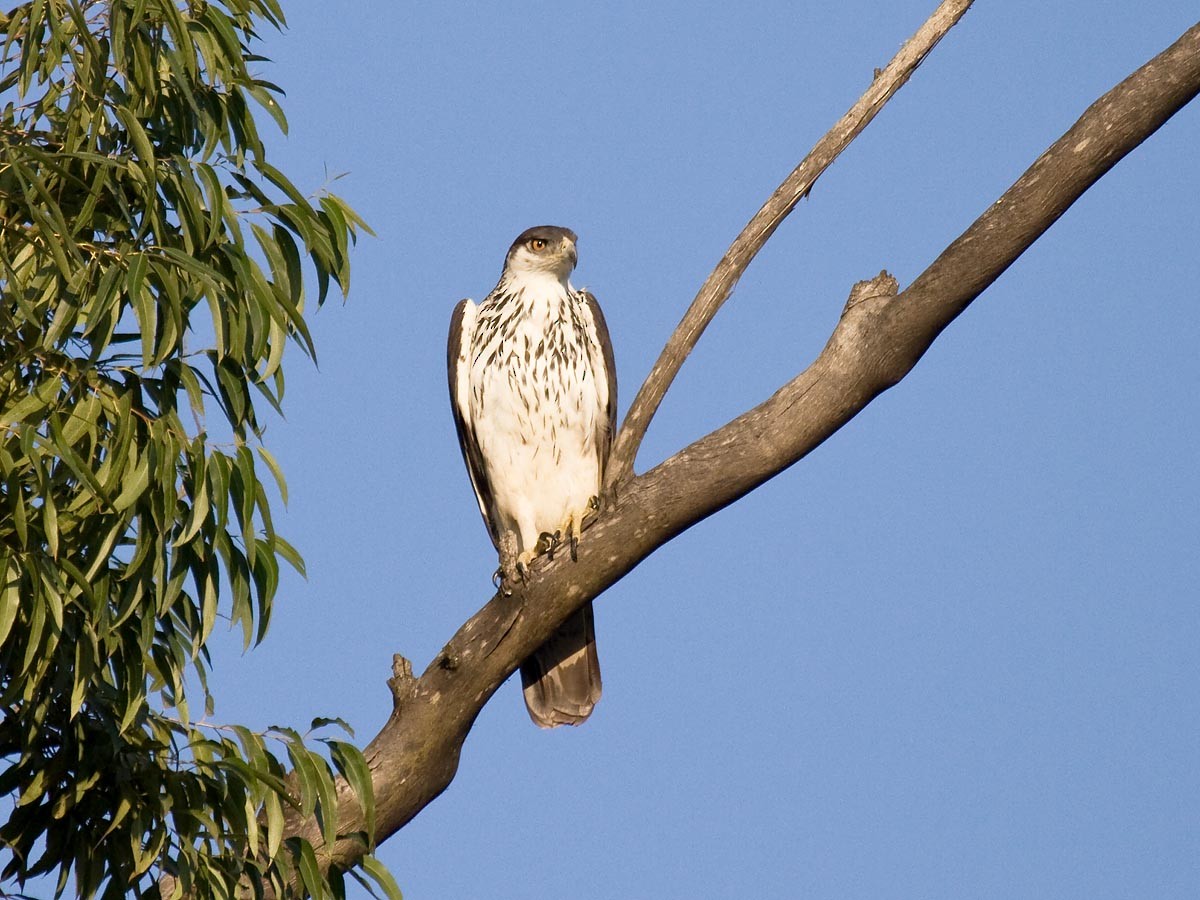 African Hawk-Eagle - Bruce Ward-Smith