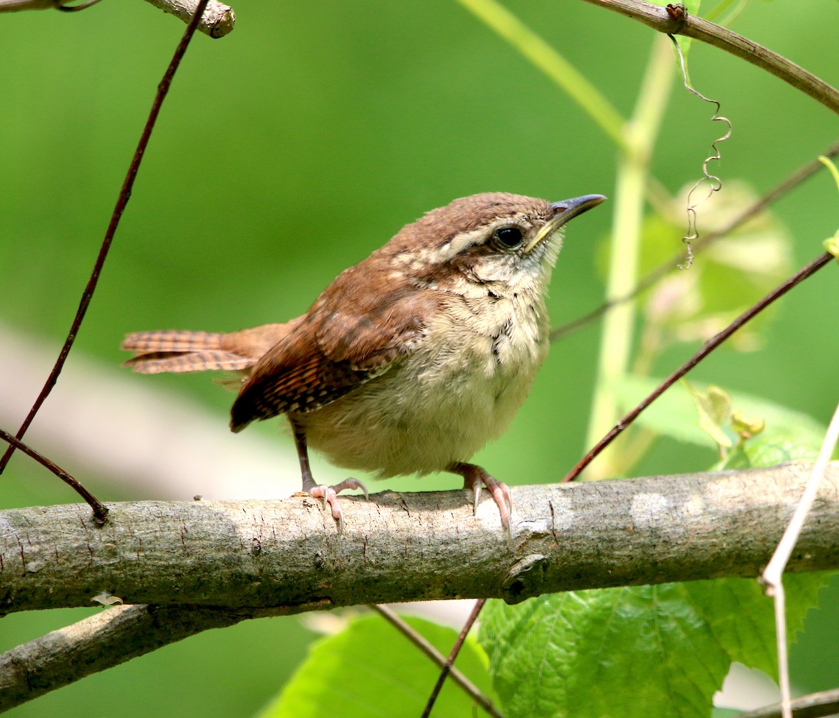 Carolina Wren - ML574075801
