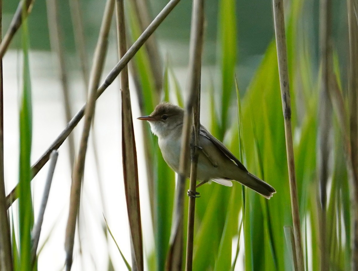 Common Reed Warbler - ML574076281