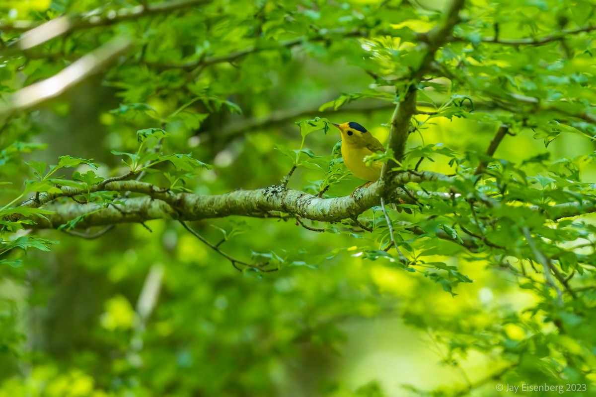 Wilson's Warbler - ML574076801