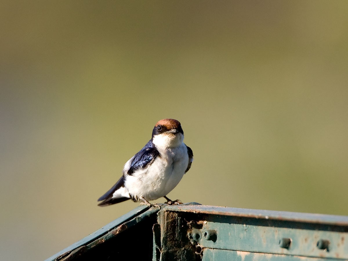 Hirondelle à longs brins - ML57407701