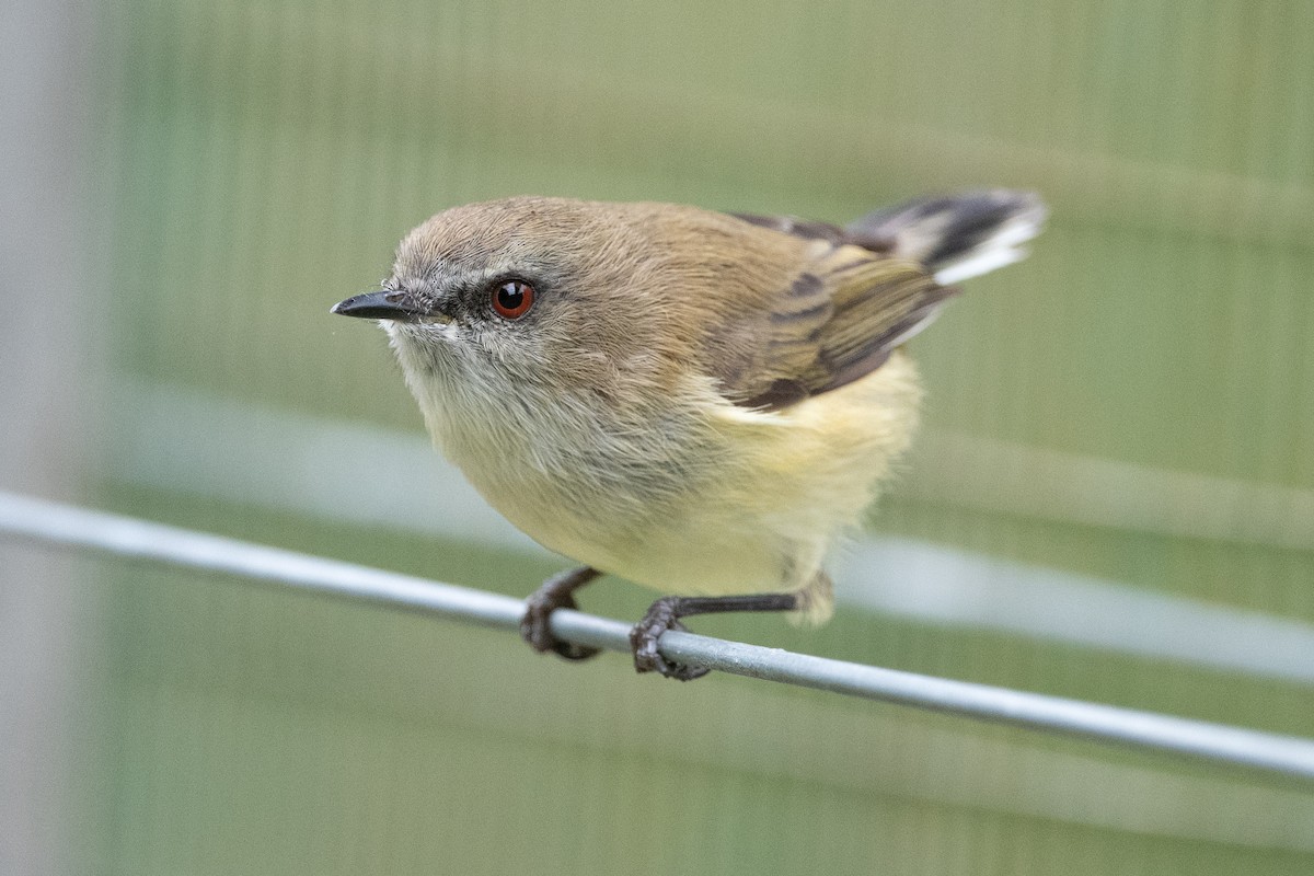 Gray Gerygone - ML574077421