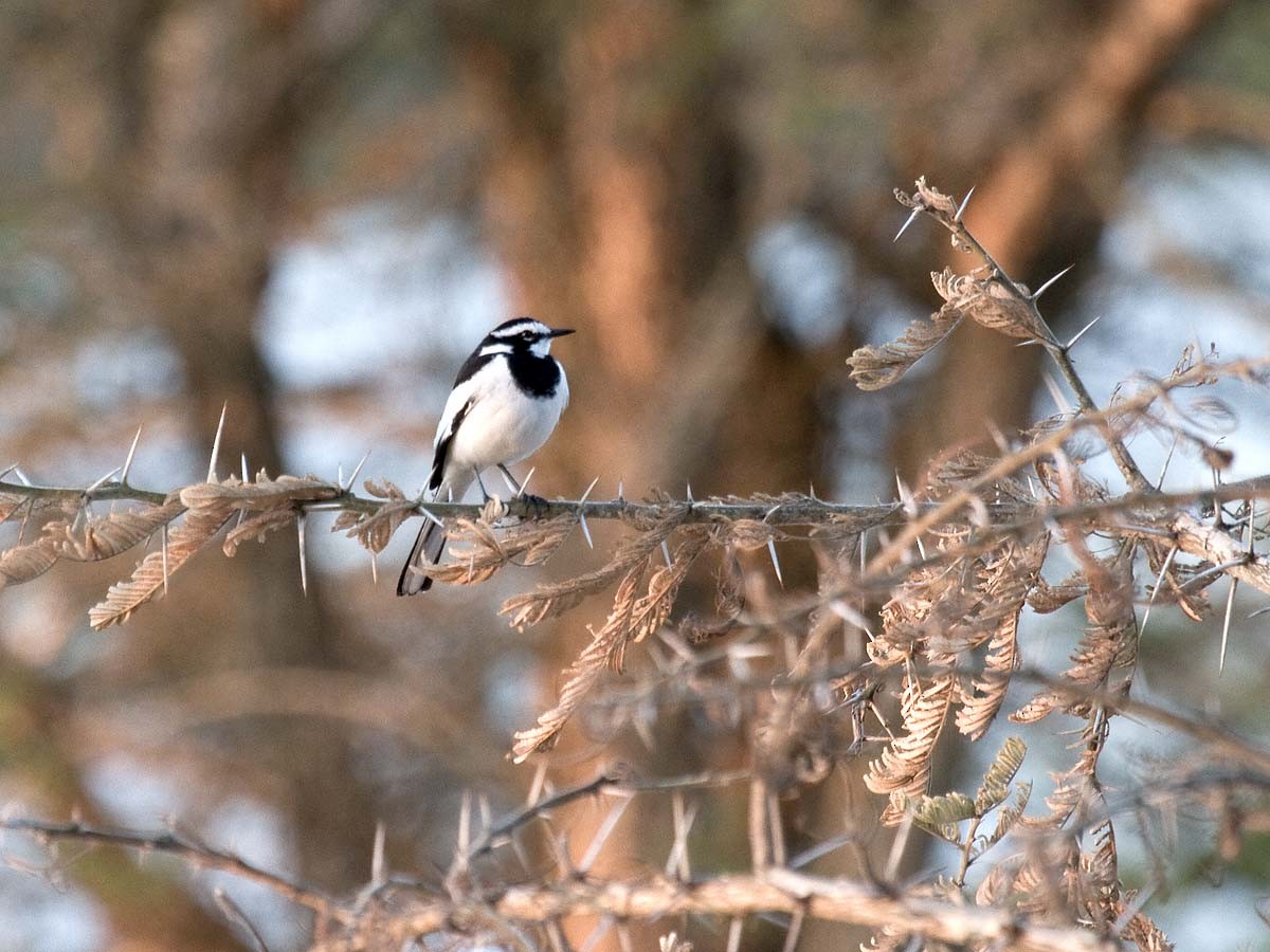 konipas africký - ML57407751