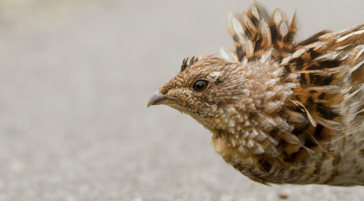 Ruffed Grouse - ML574079021