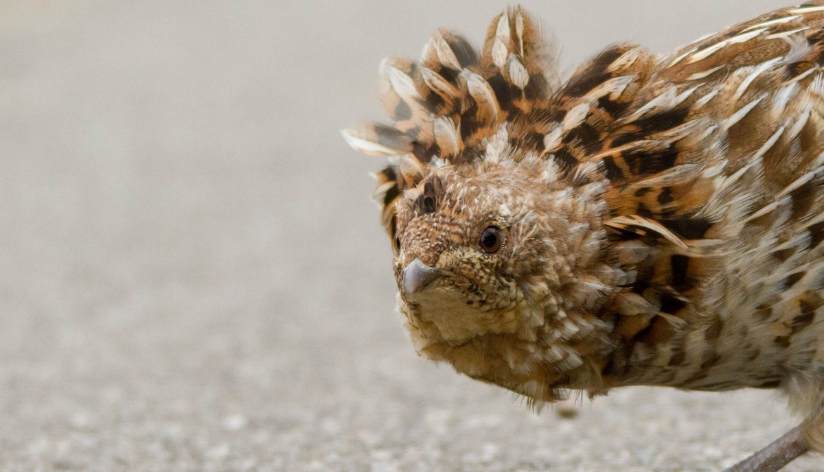 Ruffed Grouse - ML574079041