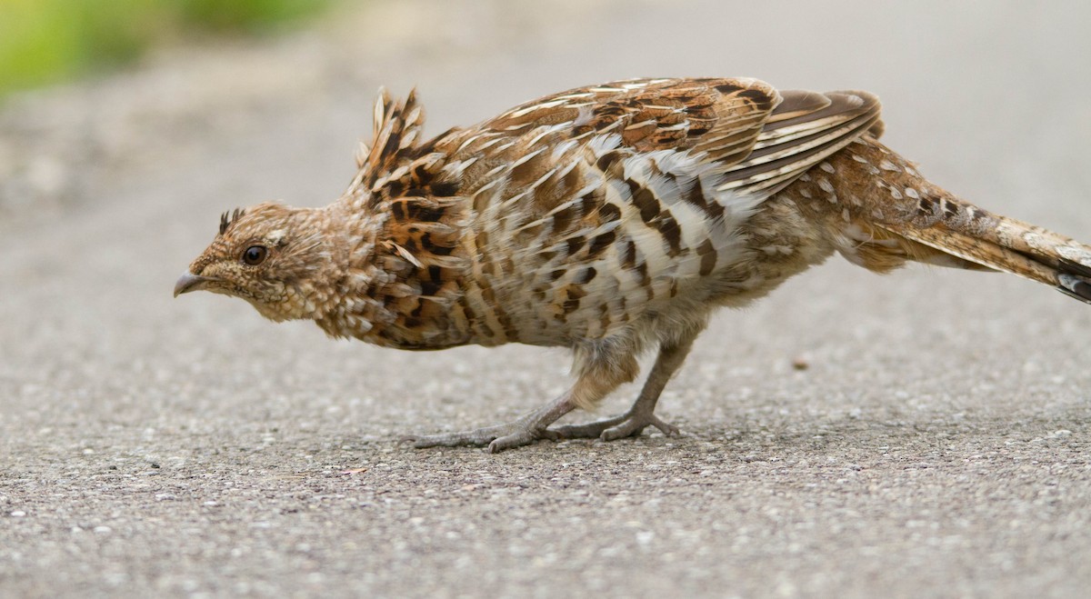 Ruffed Grouse - ML574079051