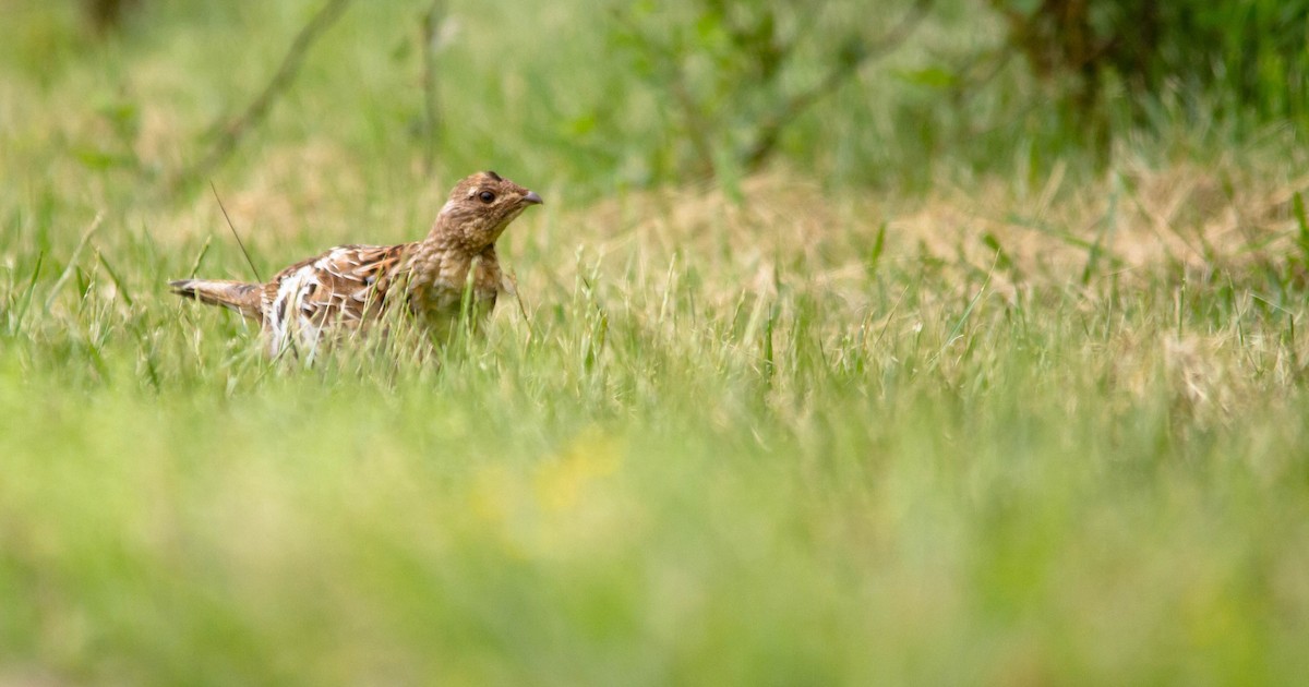 Ruffed Grouse - ML574079061