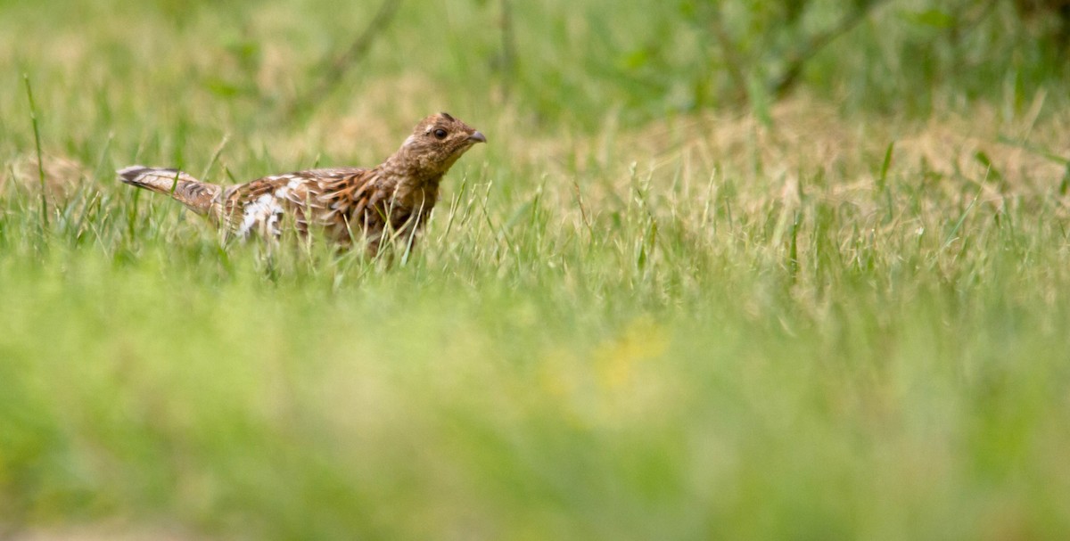 Ruffed Grouse - ML574079071