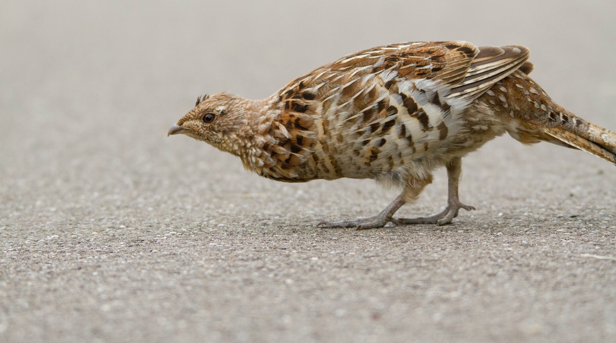 Ruffed Grouse - ML574079091