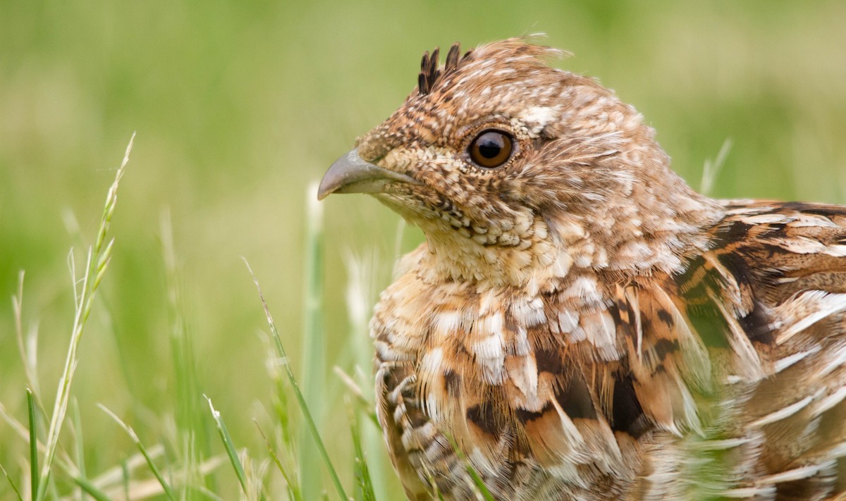 Ruffed Grouse - Nathan Tea