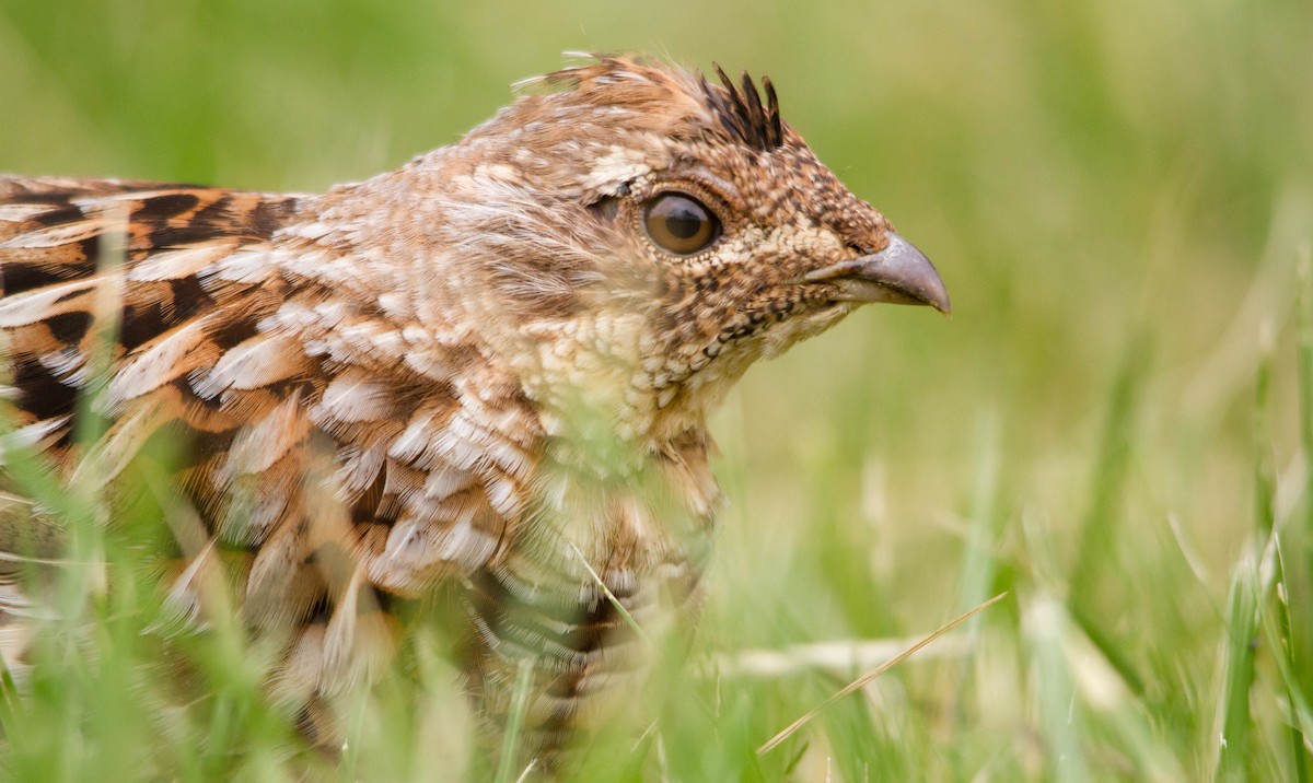 Ruffed Grouse - ML574079111