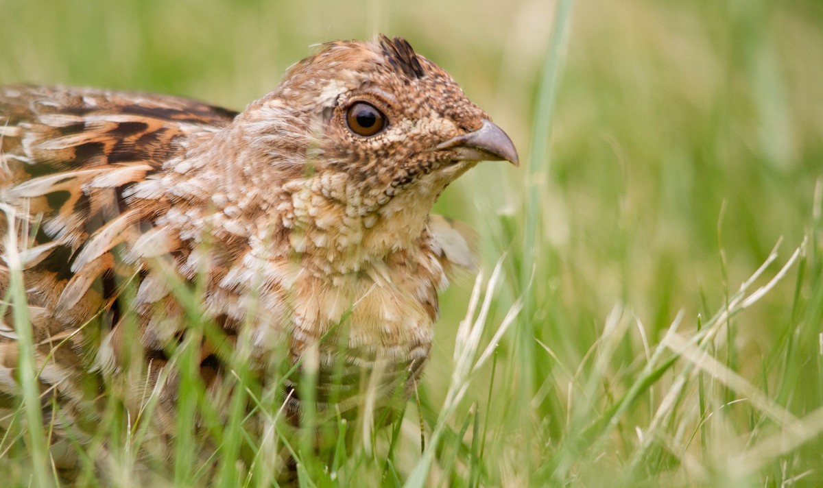 Ruffed Grouse - ML574079121