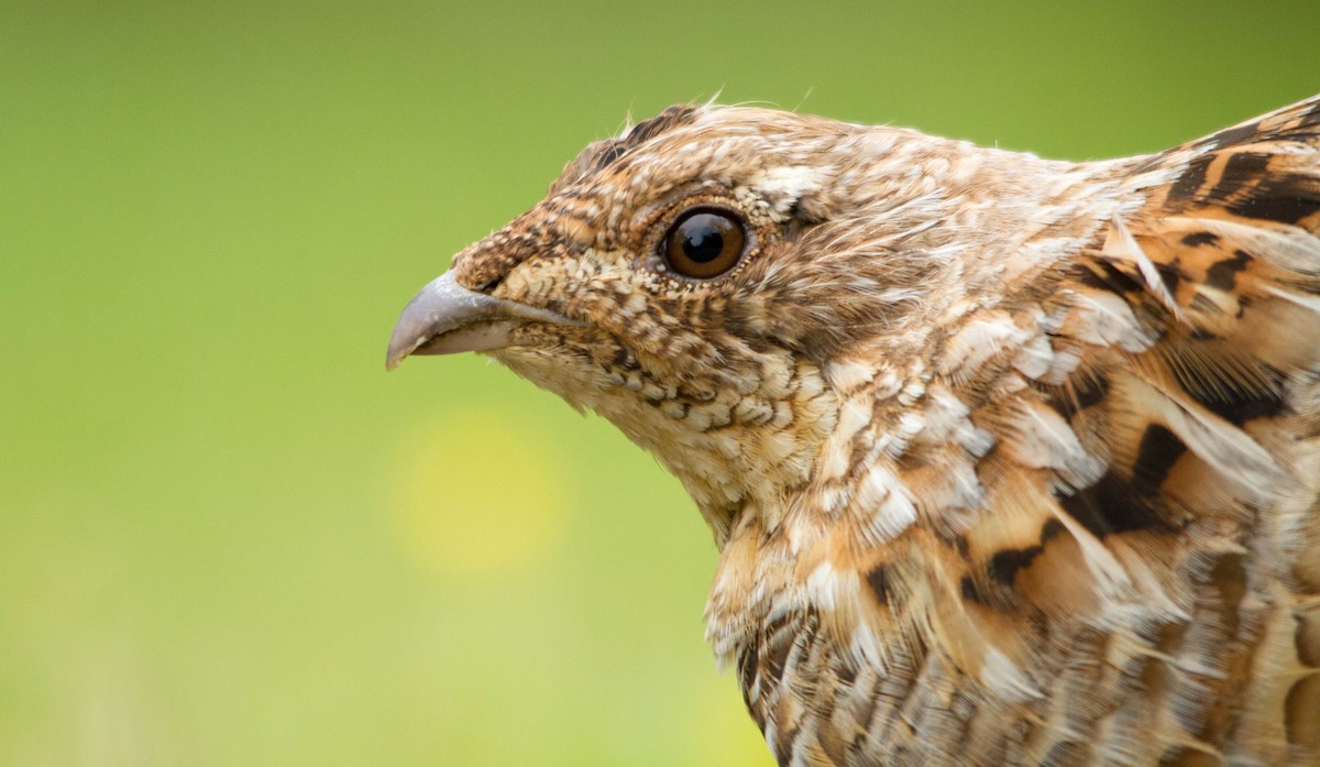 Ruffed Grouse - ML574079131