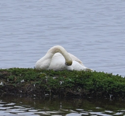 Mute Swan - Lee Bush