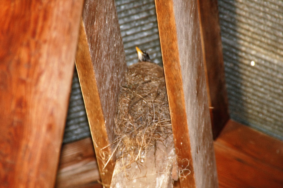 American Robin - ML57407991