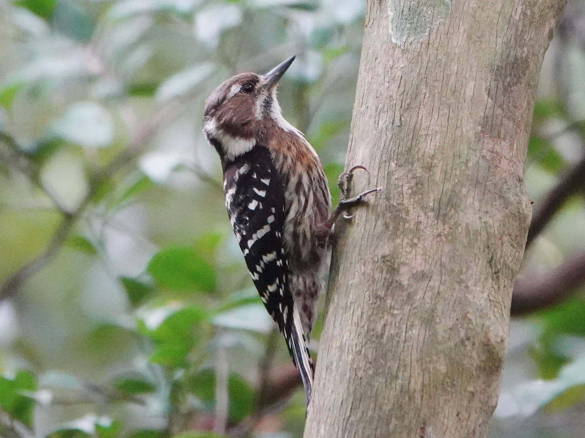 Japanese Pygmy Woodpecker - ML574080491