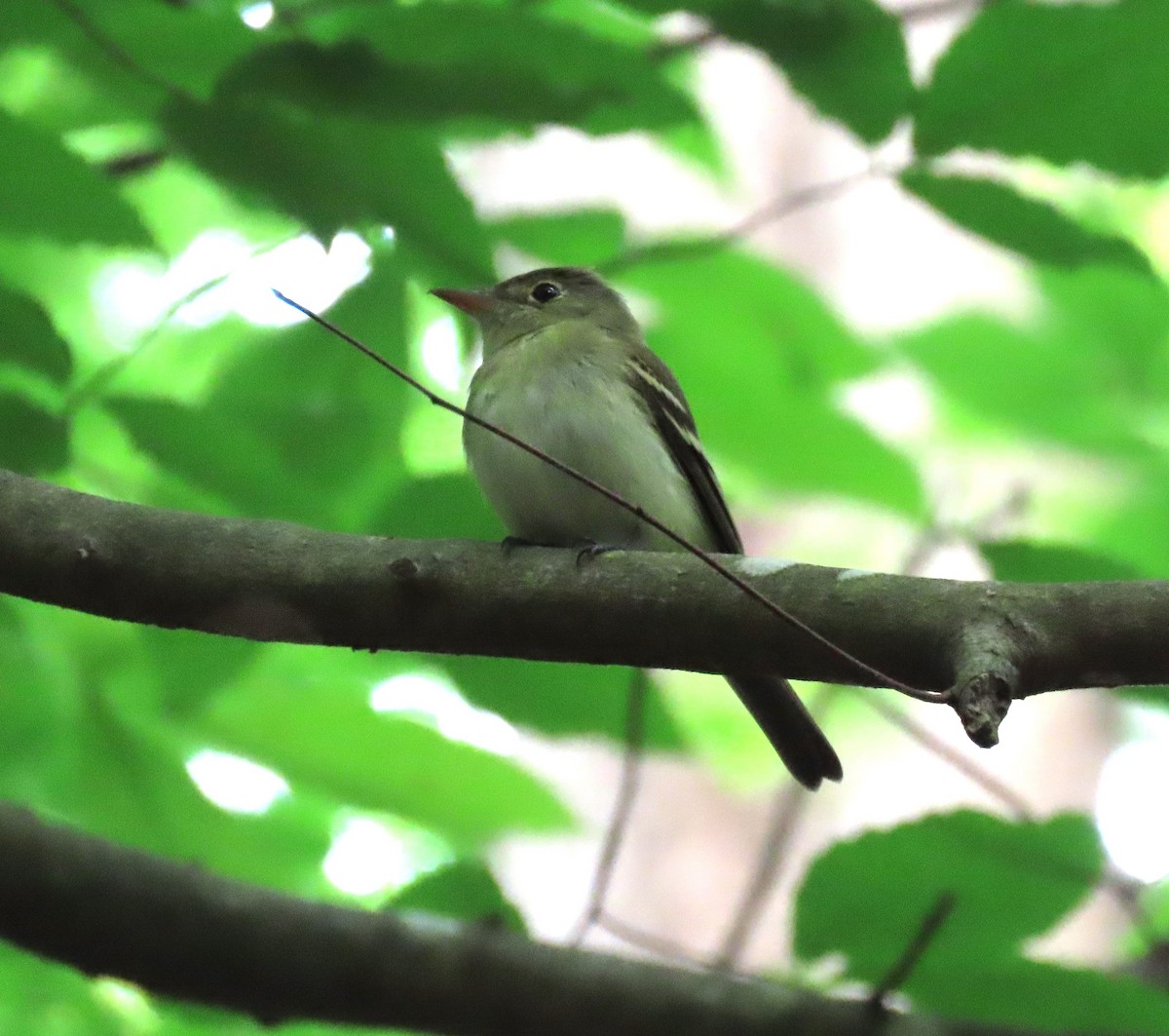 Acadian Flycatcher - ML574080611