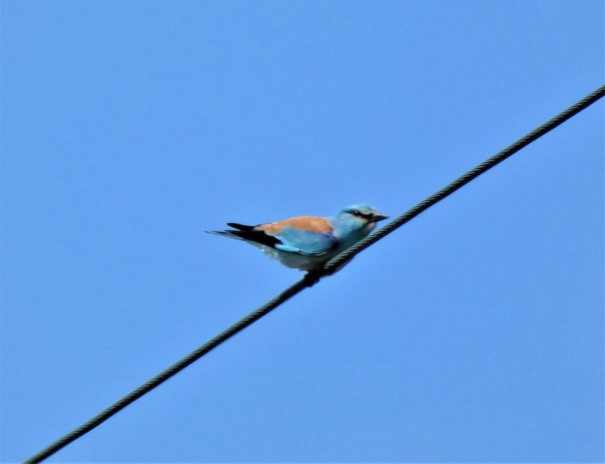 European Roller - ML574080821