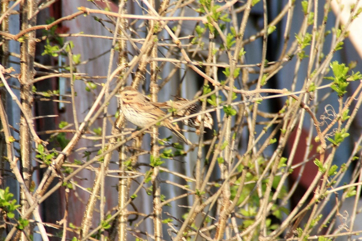 Song Sparrow - ML57408101