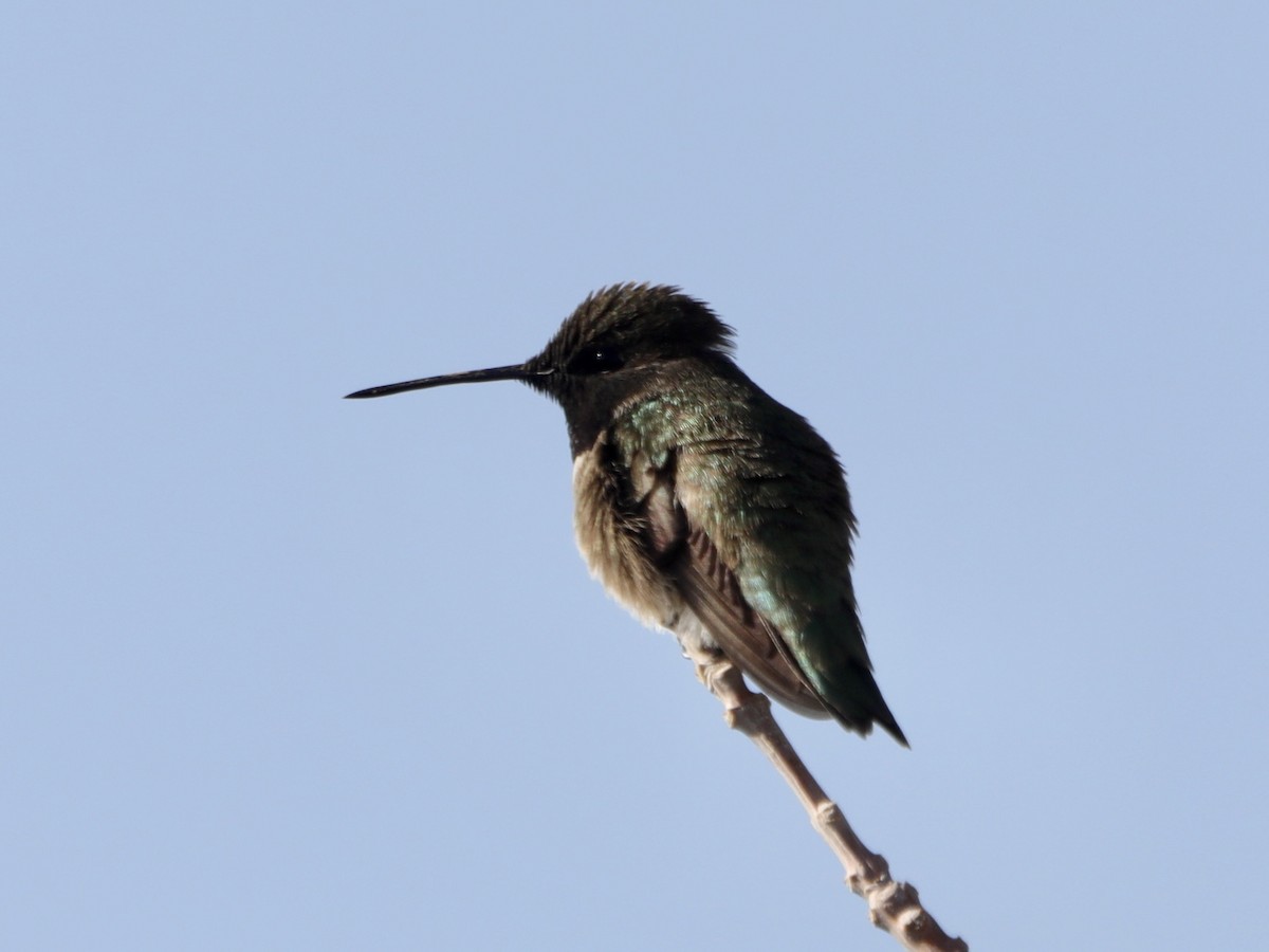 Black-chinned Hummingbird - David Wittrock