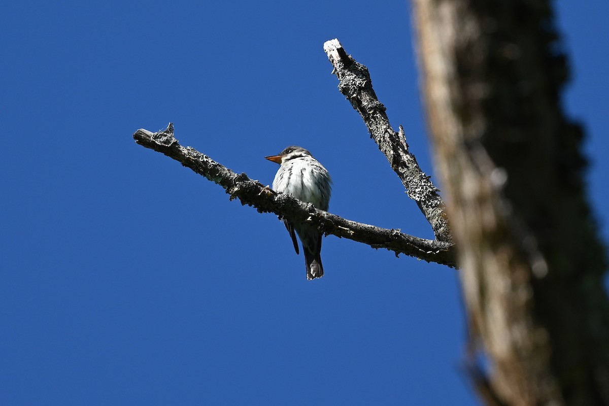 Olivflanken-Schnäppertyrann - ML574081541