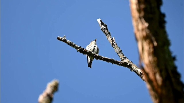 Olive-sided Flycatcher - ML574082111