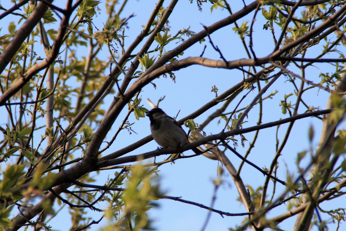 Moineau domestique - ML57408241