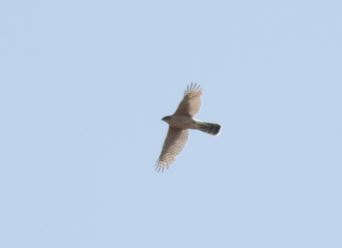 Cooper's Hawk - ML574083221