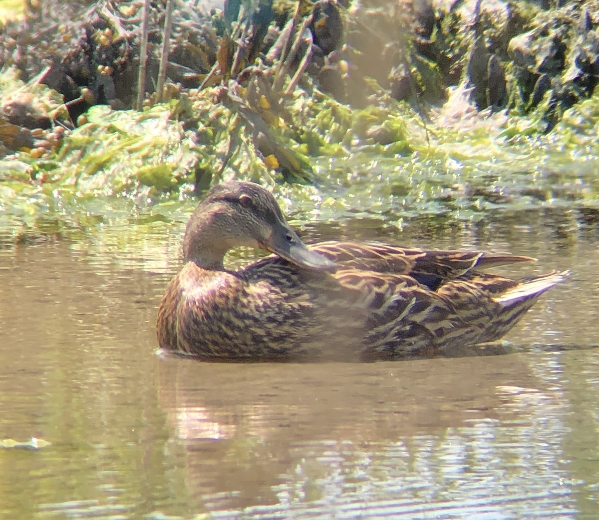 Stockente - ML574084021