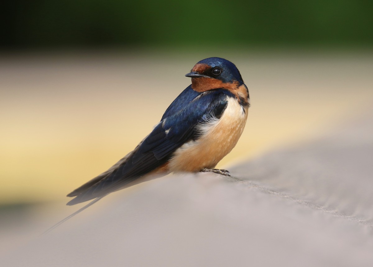 Barn Swallow - ML574084991