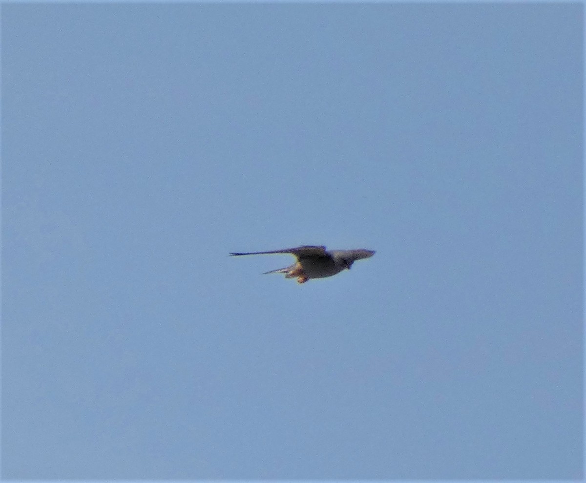 Red-footed Falcon - Tom Wells