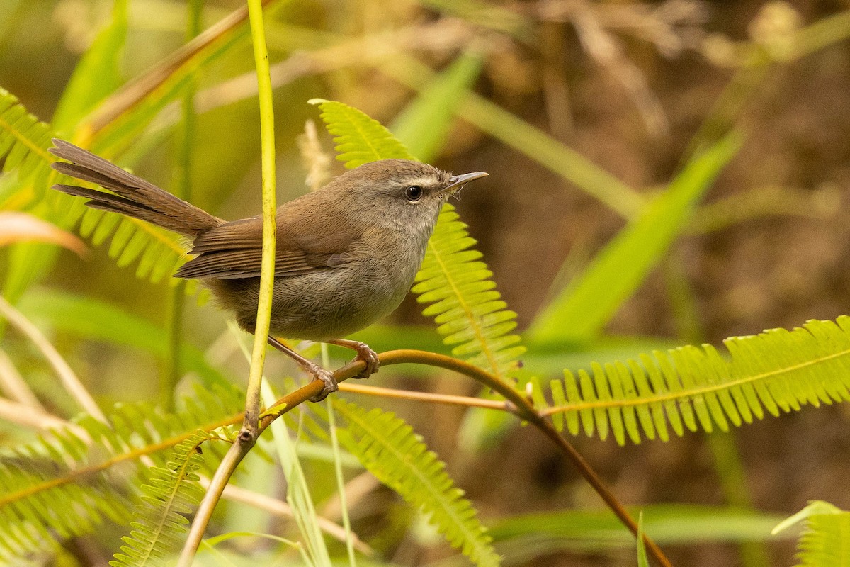 Aberrant Bush Warbler (Sunda) - Doug Gochfeld