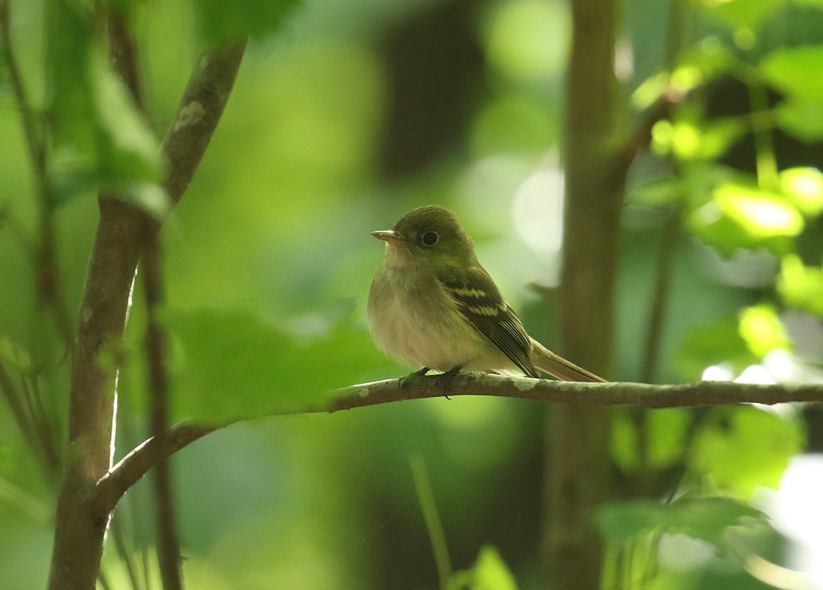 Acadian Flycatcher - ML574085461