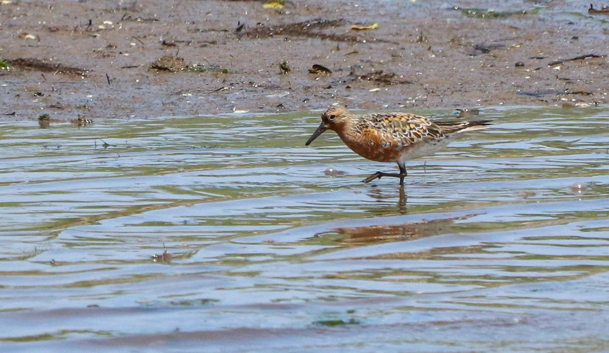 Red Knot - David Santamaría Urbano