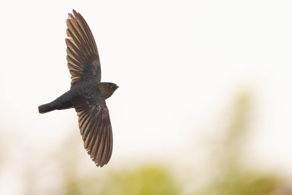 Plume-toed Swiftlet - Doug Gochfeld