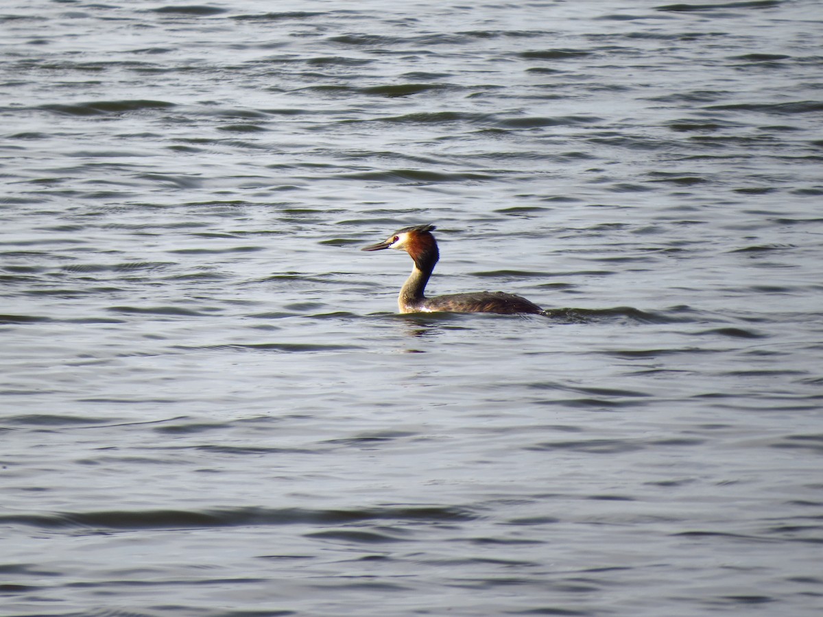 Great Crested Grebe - ML574085951