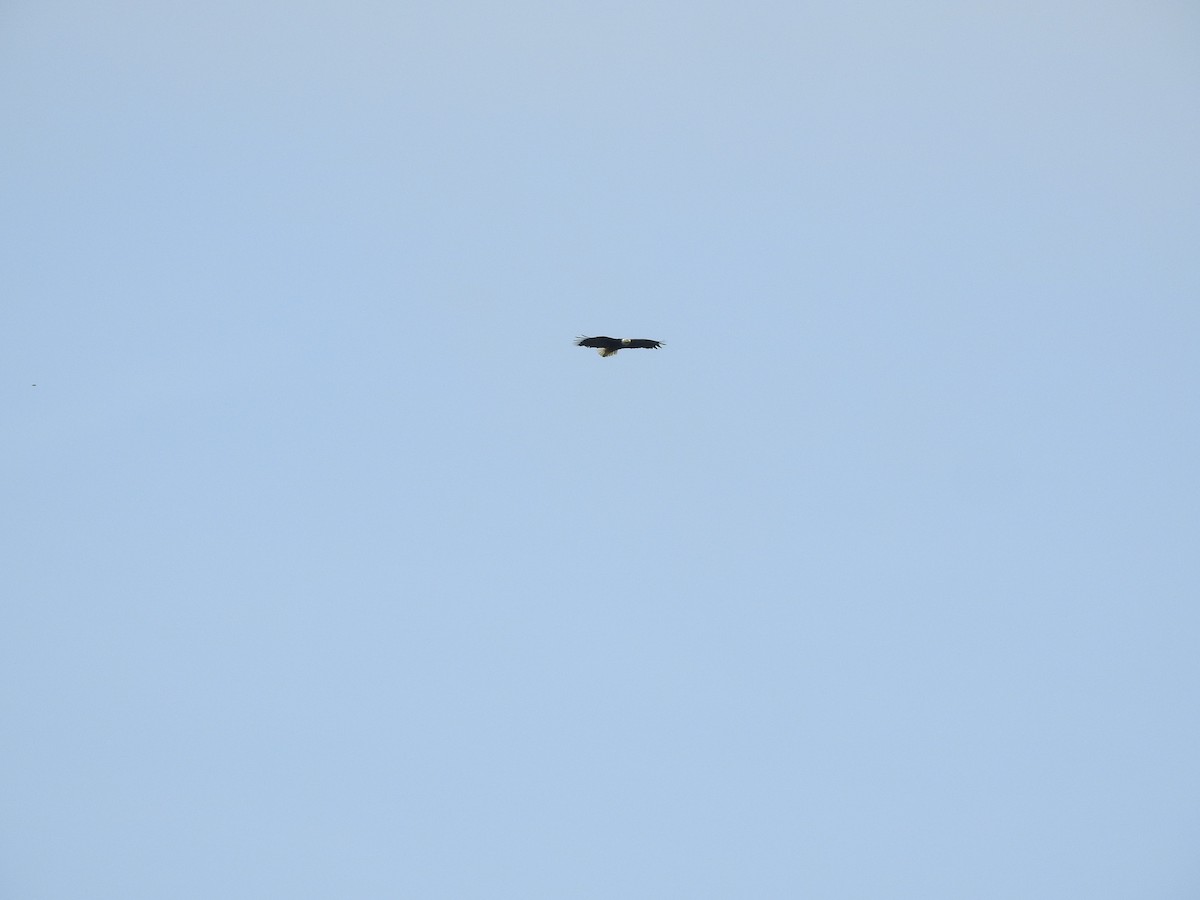 Bald Eagle - ML574086771