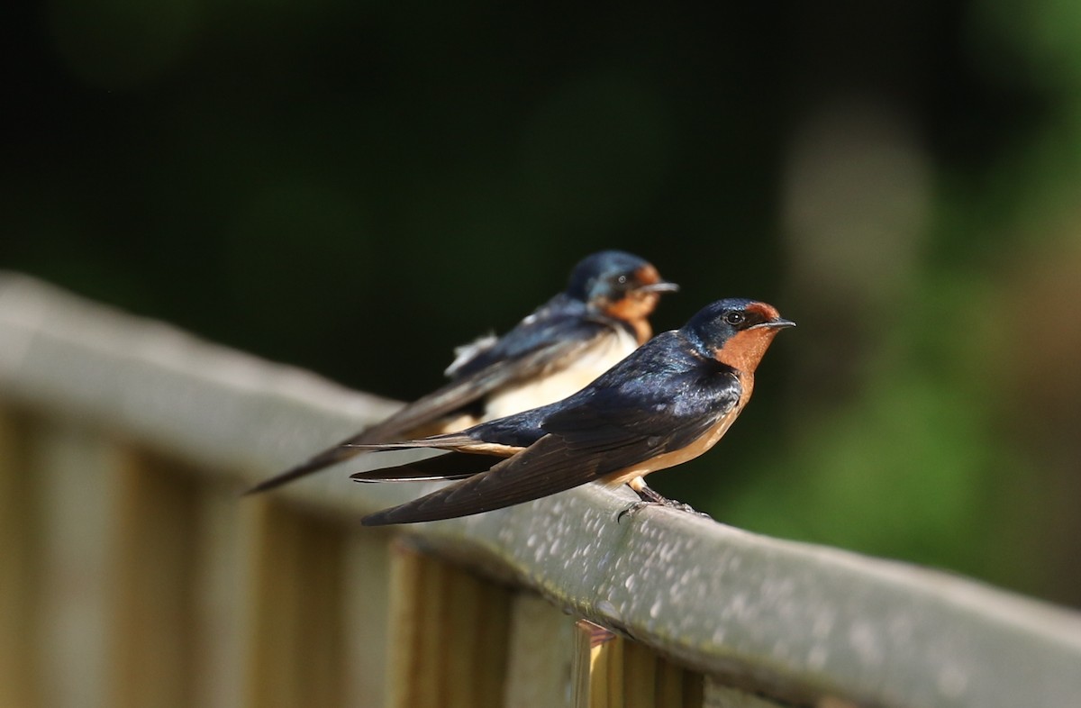 Barn Swallow - ML574087171