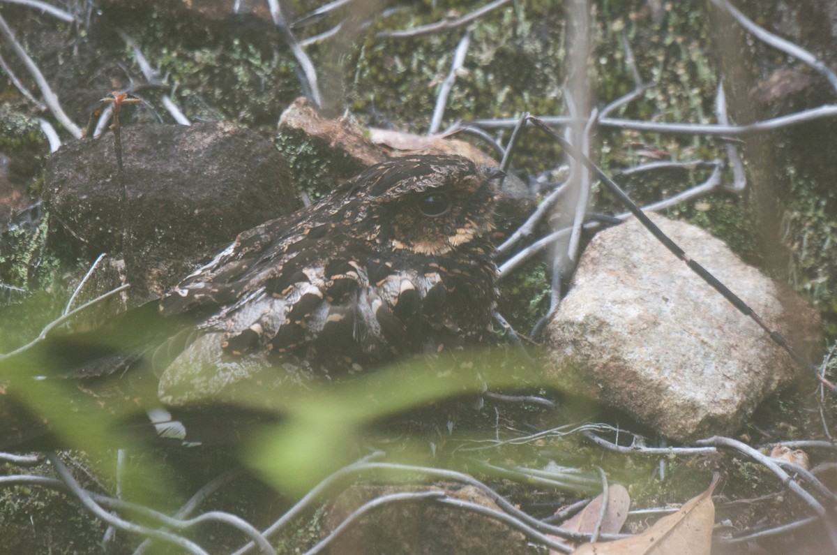 Diabolical Nightjar - Aidan Place