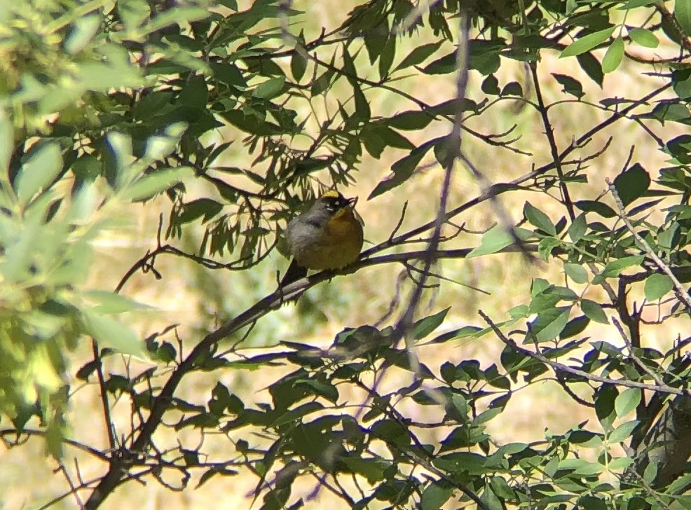 Fan-tailed Warbler - ML574087901
