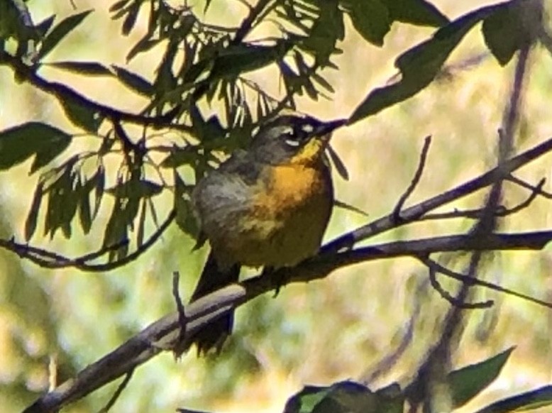 Fan-tailed Warbler - ML574087911