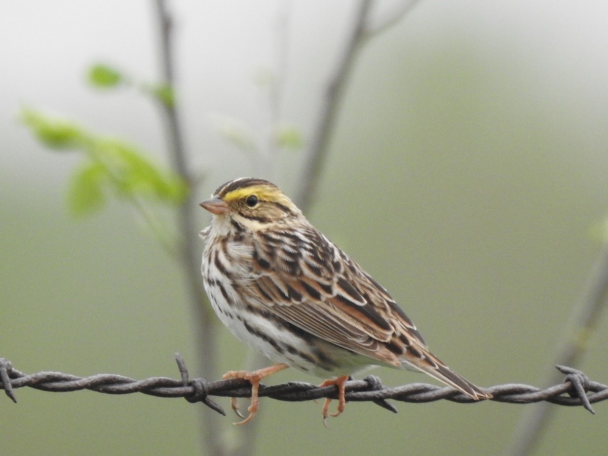 Savannah Sparrow (Savannah) - ML574088551