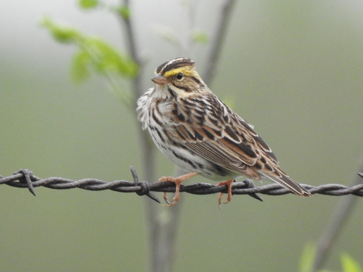 Savannah Sparrow (Savannah) - ML574088641