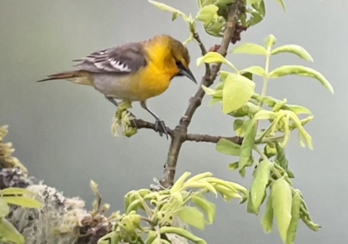 Bullock's Oriole - Tim Rodenkirk