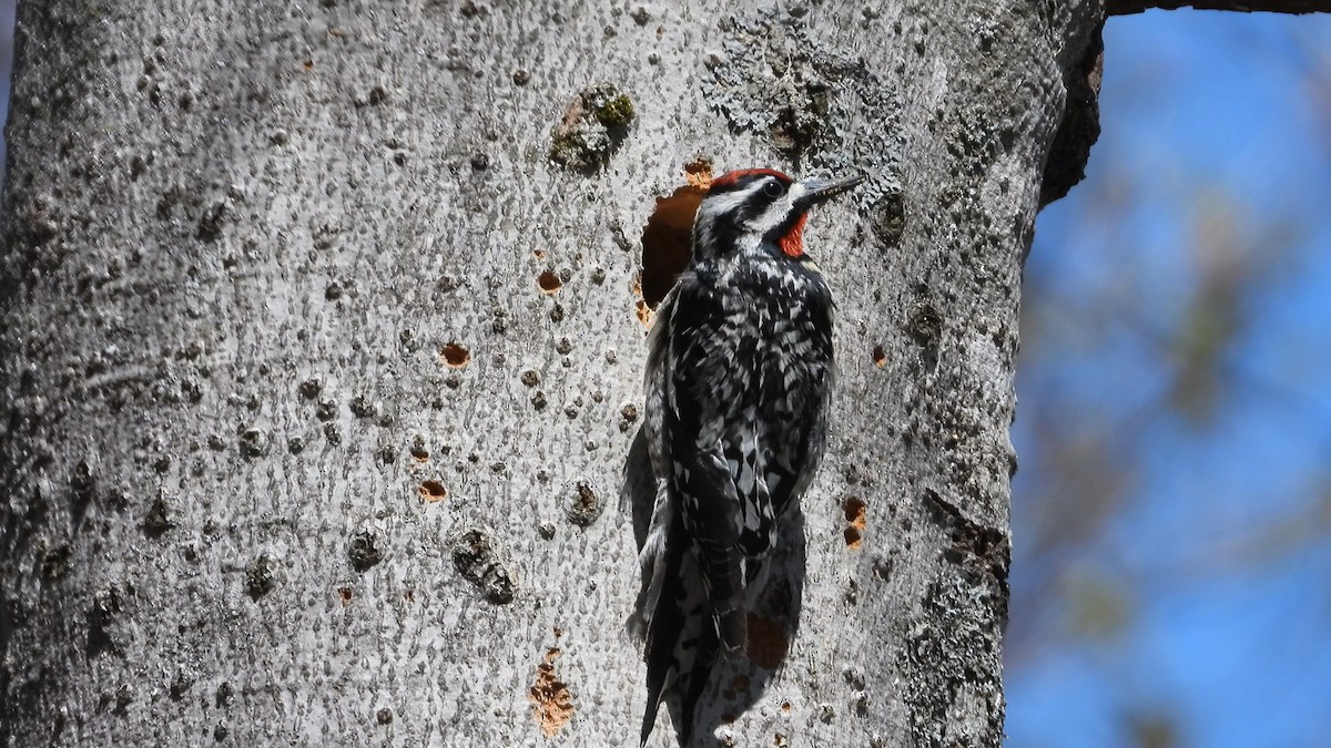 Yellow-bellied Sapsucker - ML574091111