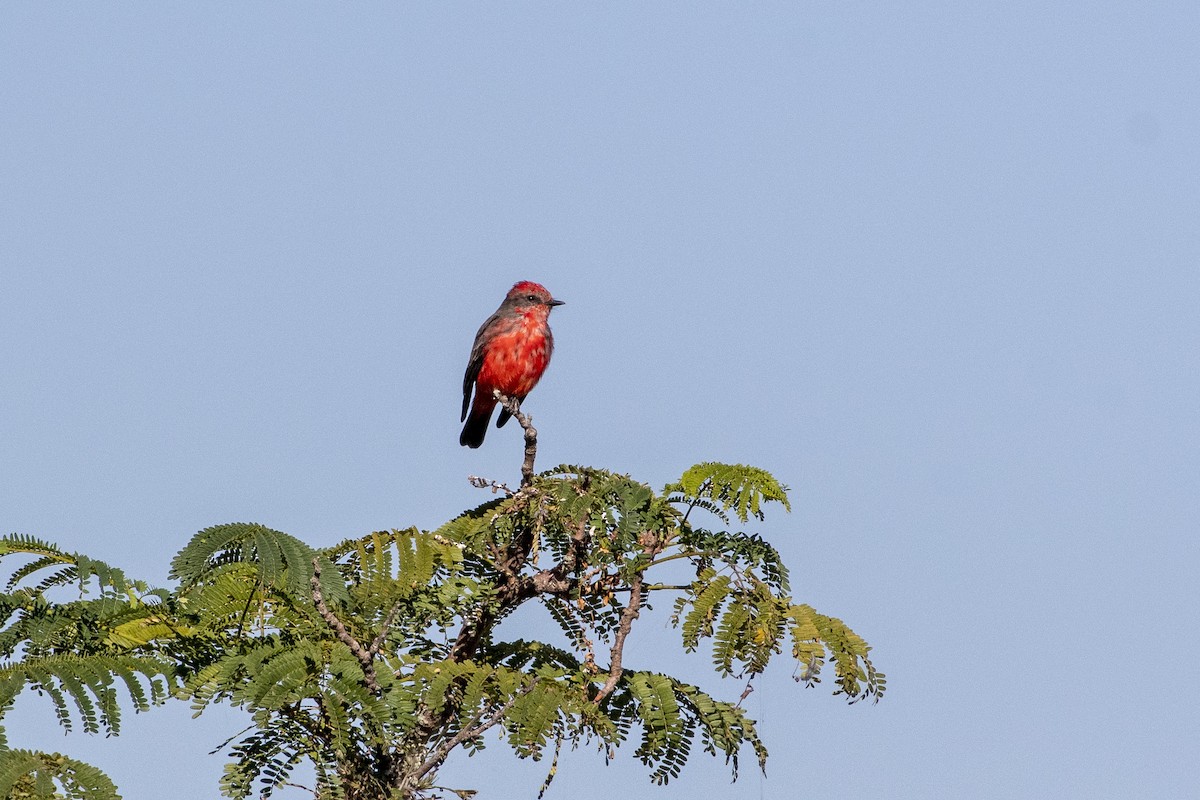 Vermilion Flycatcher - ML574092091