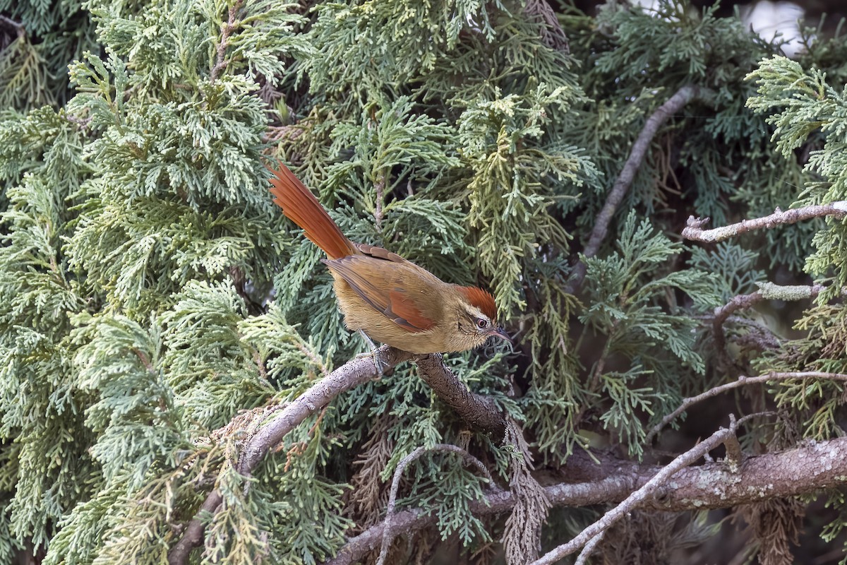 Pallid Spinetail - ML574092161