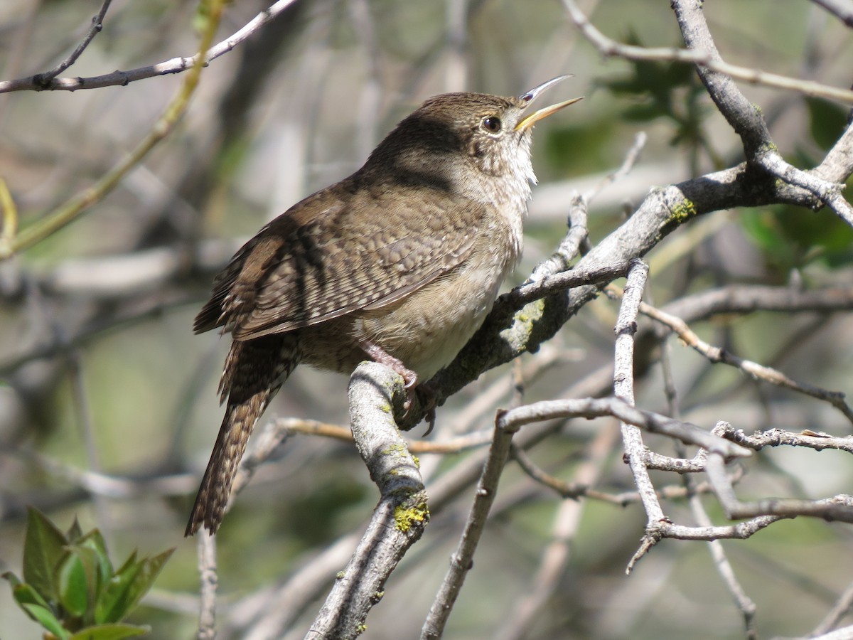 House Wren - ML57409291