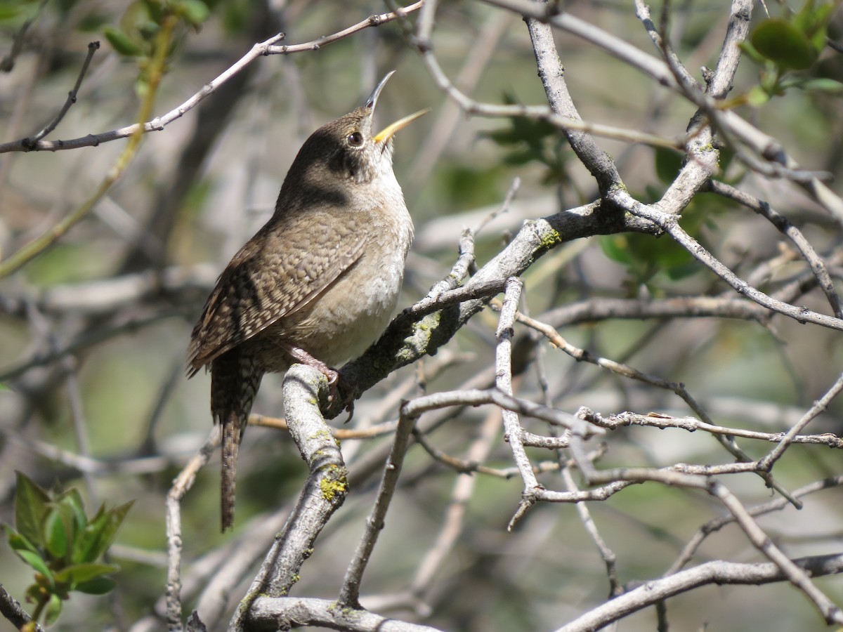 House Wren - ML57409301