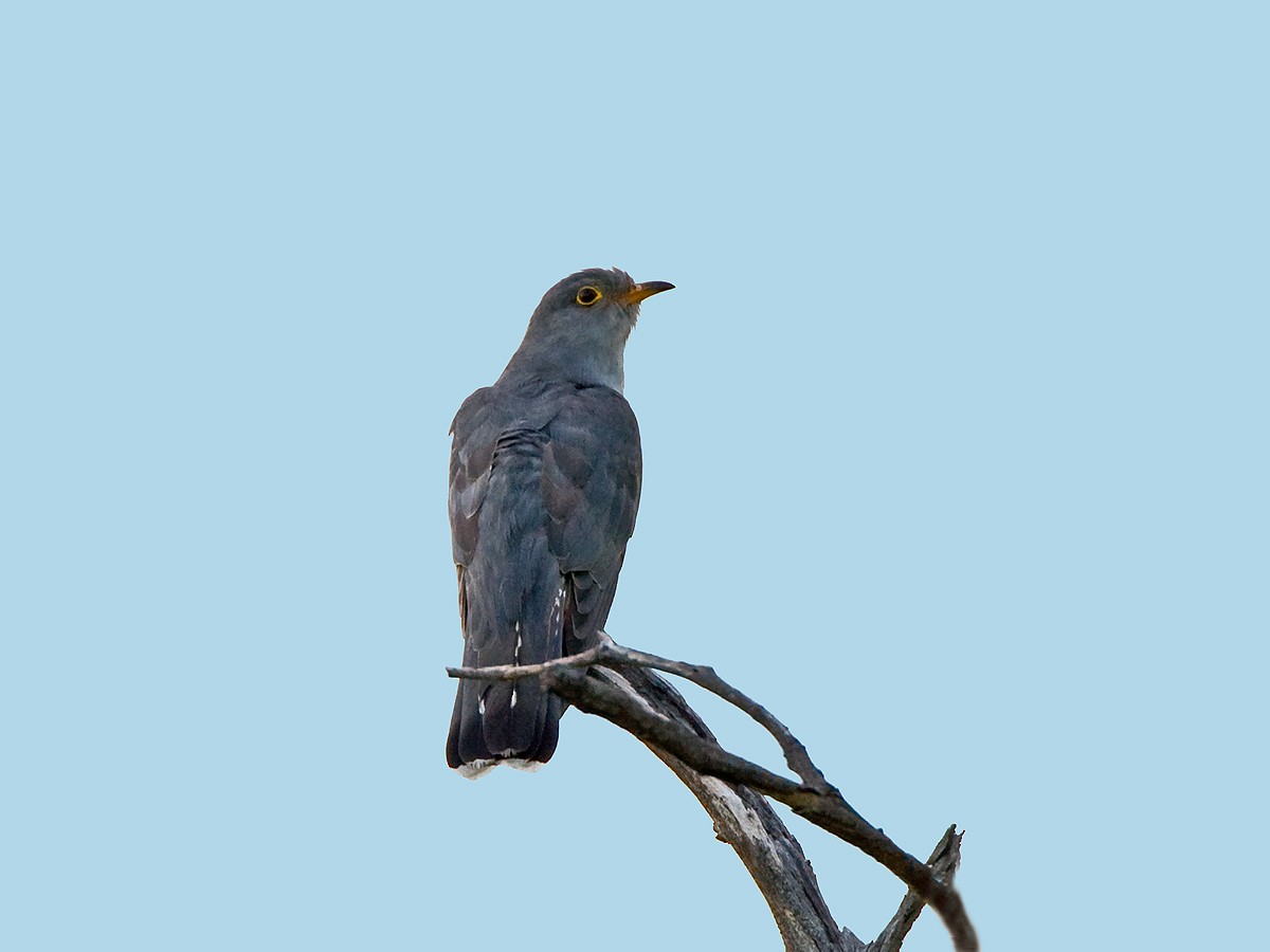 African Cuckoo - ML57409351